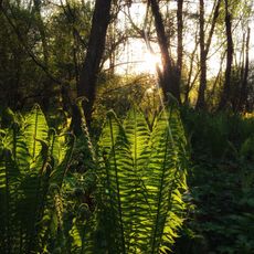 Riserva regionale Bosco dei Bordighi