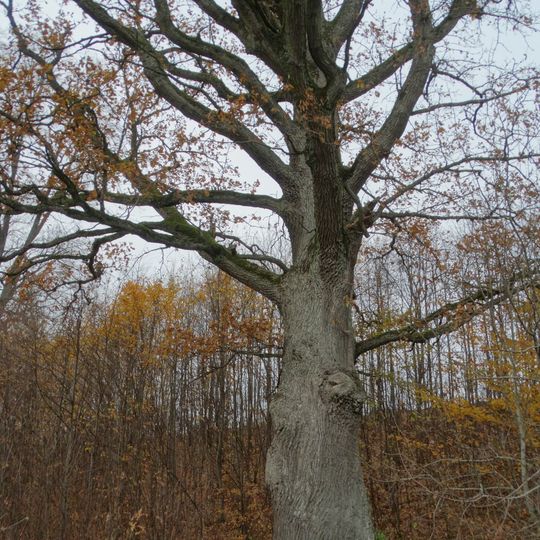 Avietiškių ąžuolas