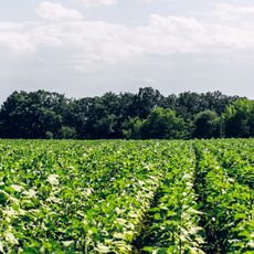 Piacenzian terrace near Codri
