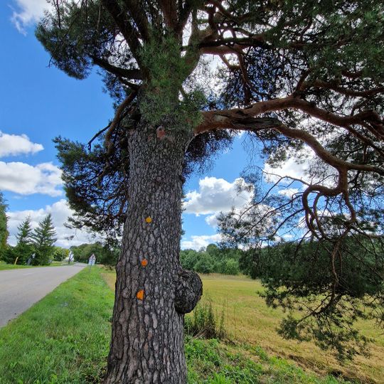 Mantagailiškio pušis