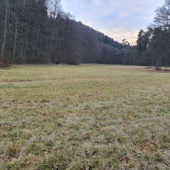 Nasswiese am Lochbach