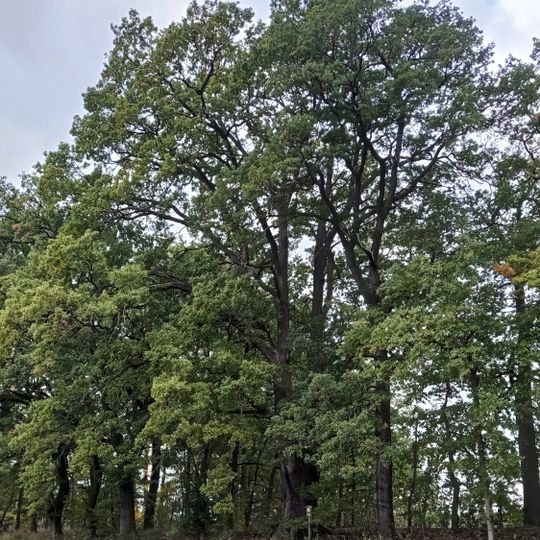 Oak trees at Čechovec