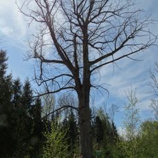 Kurkliai oak