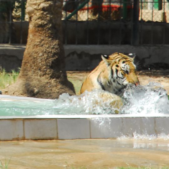 Baghdad Zoo