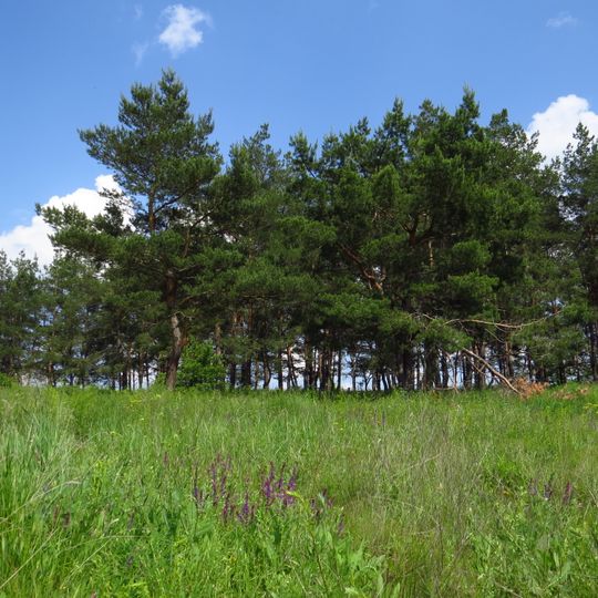 High Yielding Plantation of Scots Pine