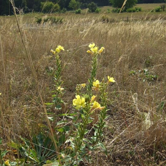 Griesheimer Düne und Eichwäldchen