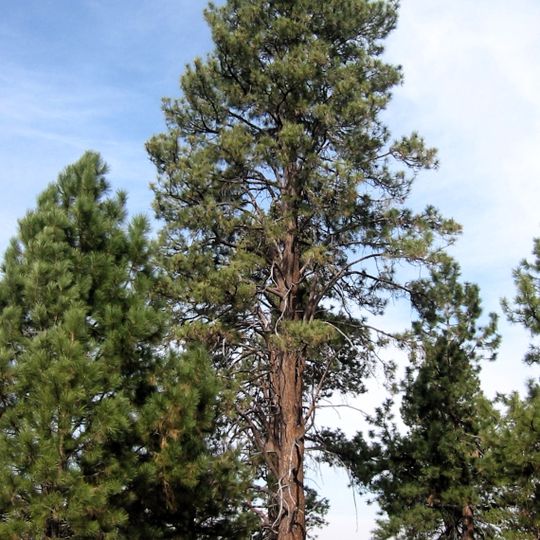 Klamath Basin National Wildlife Refuge Complex