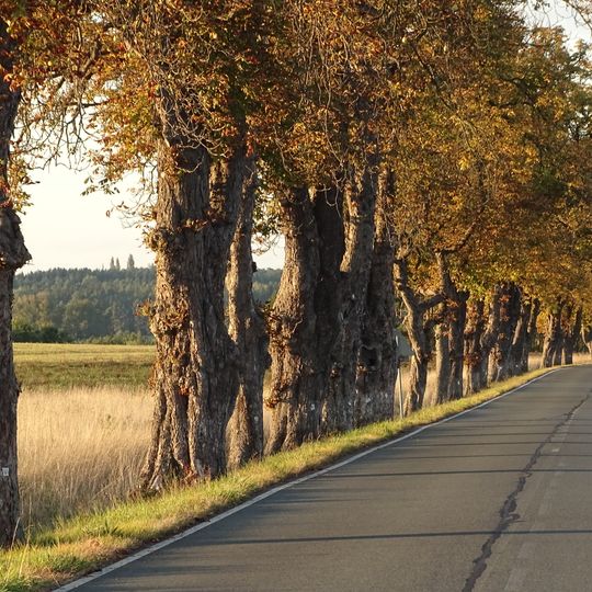 Jírovcová alej u Olešné