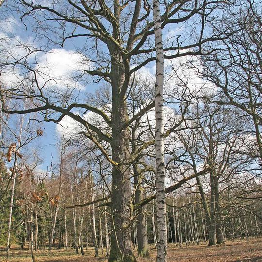 Duby u rybníka Žid