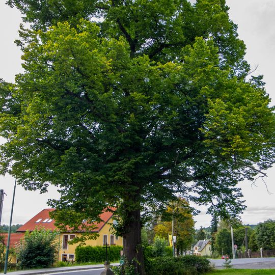 Lípa u křížku