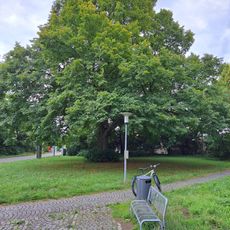 1 Sommerlinde "Flattichlinde"