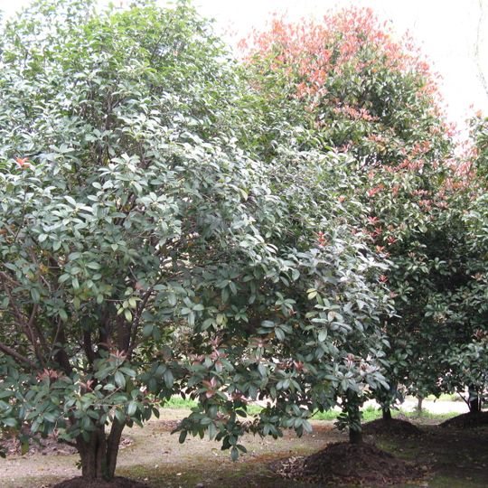 Estación de Investigación de Oita