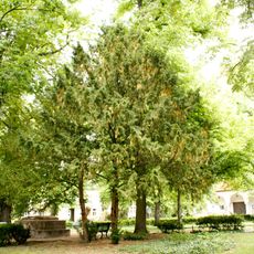 Gemeine Eibe Alt-Tegel 39