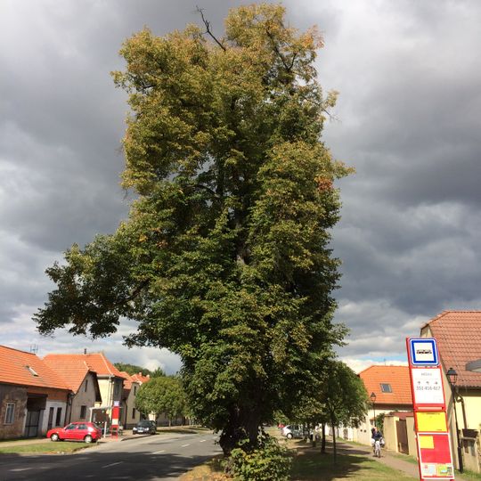 Měšická lípa 2