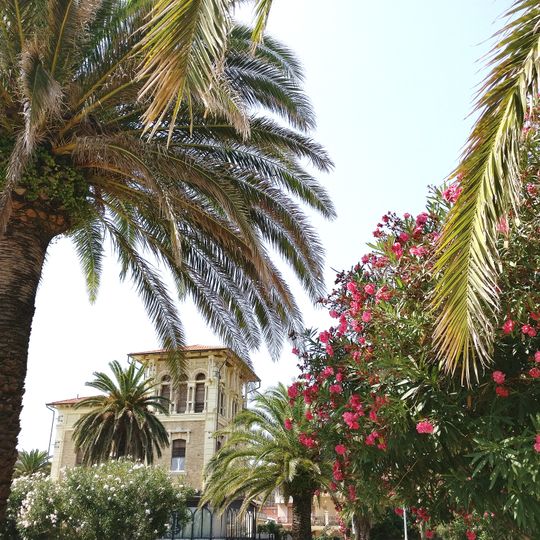 Palma delle Canarie e Palma da datteri