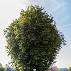 Holzplatzlinden in Leinburg