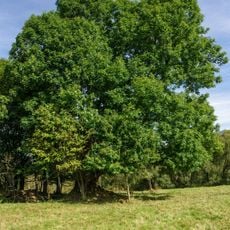 Jasan v bývalé Dolní Vsi