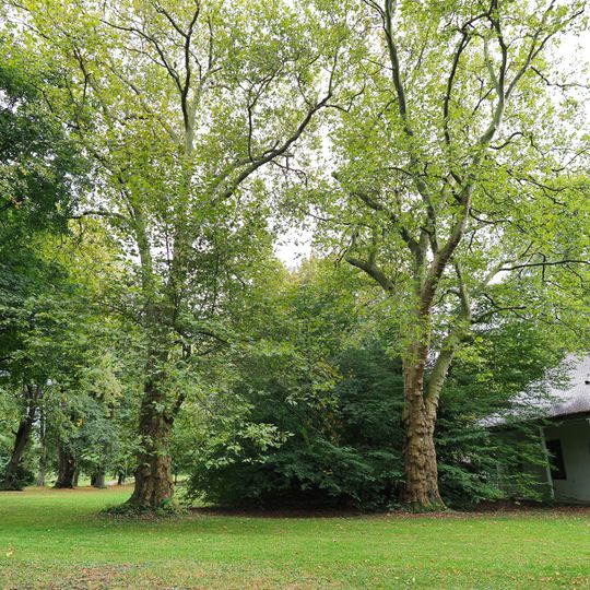 Platanen zwischen Friedrichsau 1 und Friedrichsau 6