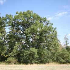 Oak in Dubiny