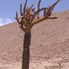 Quebrada de Cardones