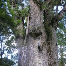 Te Matua Ngahere