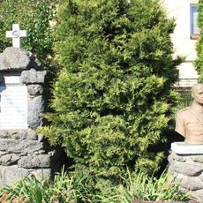 Busta Hynka Kokojana