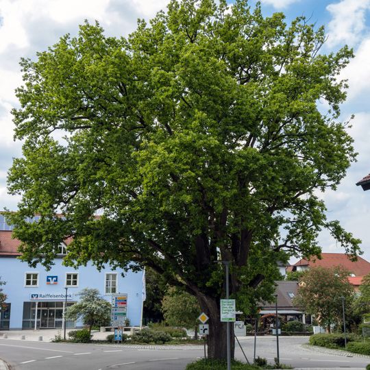 Burgthanner Alteiche