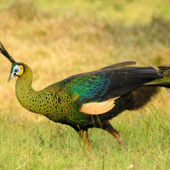 Alas Purwo National Park