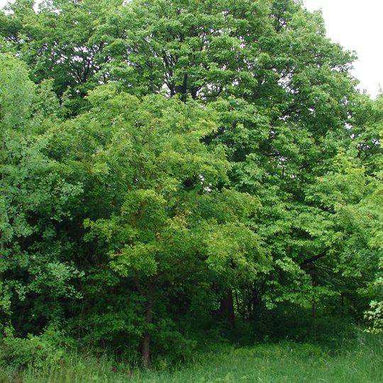 Jeřáb břek u staré vápenky