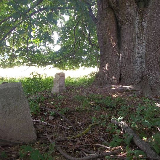 Kříž u mohutné lípy v poli nad Mnichovem