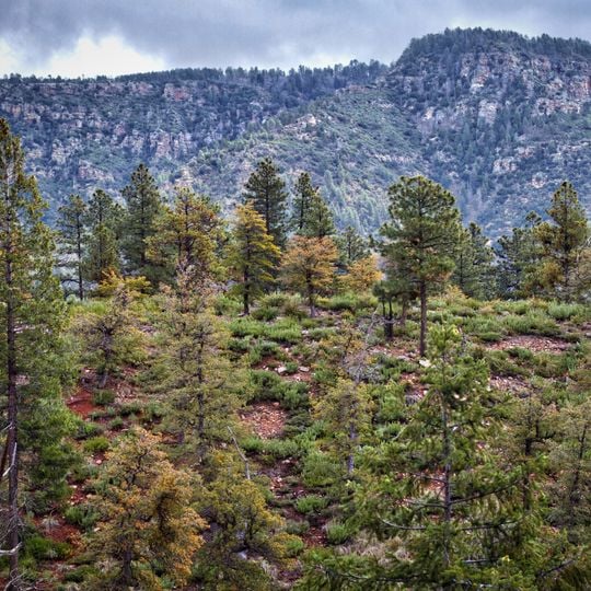Mogollon Rim