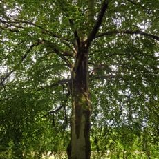 Blut-Buche Tierpark Berlin