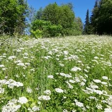 Lindykibskaya roshcha