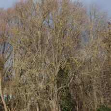 Tilia cordata in Wölpern