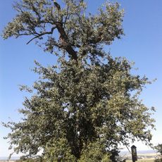 Hrušeň u Lusthózu