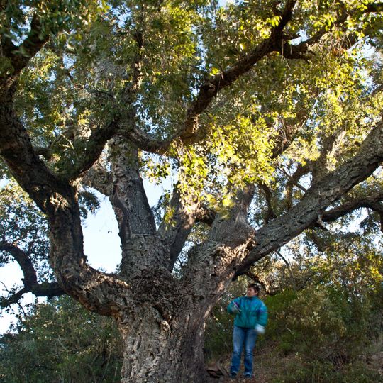 Surera del Mas de les Moreres