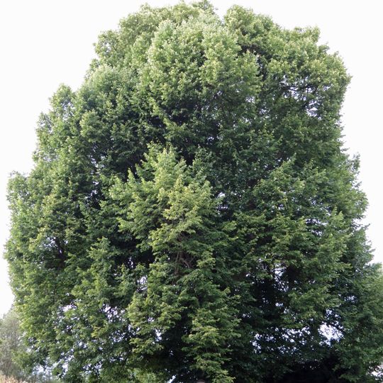 Lípa u trafostanice