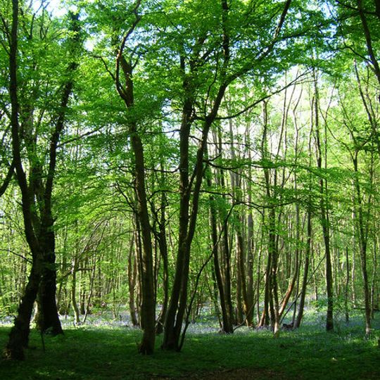 Maplehurst Wood