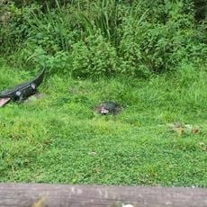 Two crocodiles