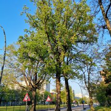 Oaks Striesener Straße