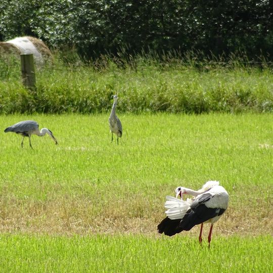 Leineaue zwischen Hannover und Ruthe