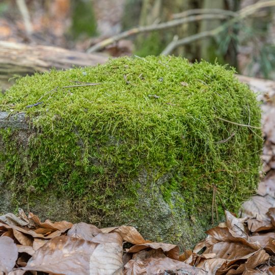 Grenzstein Tränkweiher in Fürth