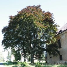 Fagus sylvatica