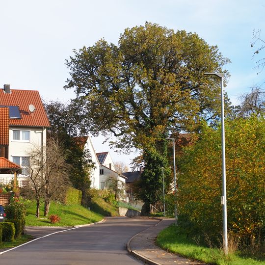 1 Eiche in Zimmerbach