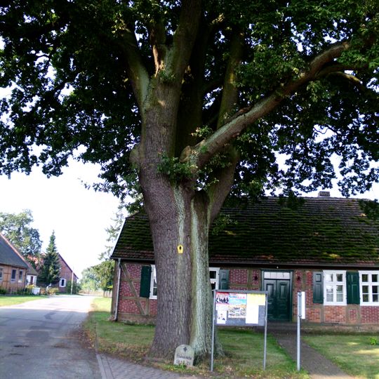 Naturdenkmal Eiche Dorfplatz Wustrow, an der Hauptstraße in Wustrow