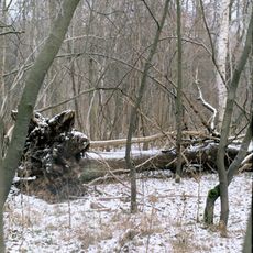 Rezerwat przyrody Kręcki Łęg