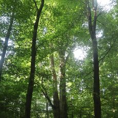 Klen pod Suchou horou