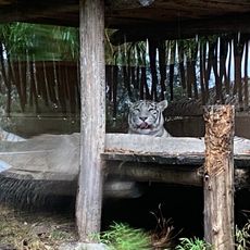 White tiger