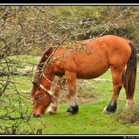 Venta de Urbasa/Urbasako benta