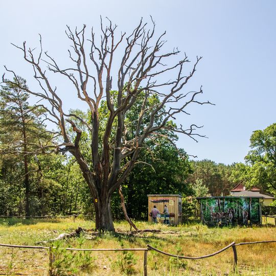 Naturdenkmal Eiche Klaistow, Grundstück zw. Landstraße und Weg nach Borkwalde, wenig westlich Abzweig nach Lehnin in Busendorf
